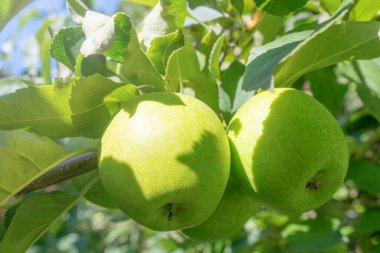 Elma Ağacı, Ağaçtaki Yeşil Elmalar