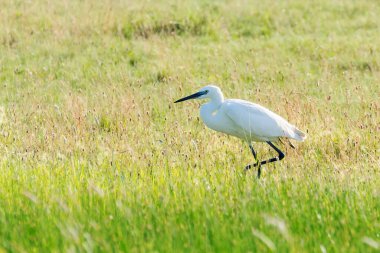 Büyük Akbalıkçıl (Ardea alba) ortak Akbalıkçıl