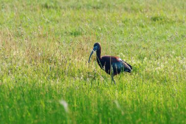 Parlak Ibis (Plegadis falcinellus) Doğal Yaşam Alanında Uçan Kuş 