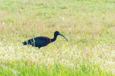 Parlak Ibis (Plegadis falcinellus) Doğal Yaşam Alanında Uçan Kuş 