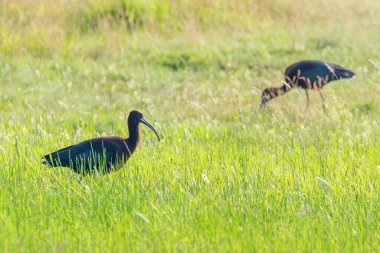 Parlak Ibis (Plegadis falcinellus) Doğal Yaşam Alanında Uçan Kuş 