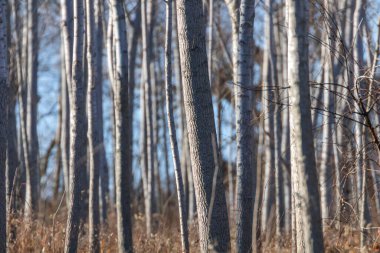 Ağaç Gövdesi Ormanı, Doğal Doku Arkaplanı