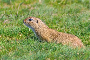 Avrupa yer sincabı, Souslik (Spermophilus citellus) doğal çevre