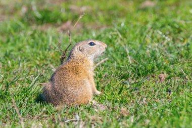 Avrupa yer sincabı, Souslik (Spermophilus citellus) doğal çevre