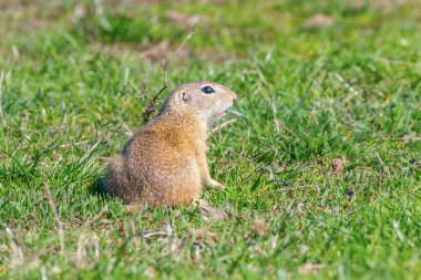 Avrupa yer sincabı, Souslik (Spermophilus citellus) doğal çevre