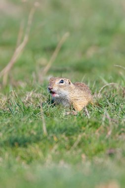 Avrupa yer sincabı, Souslik (Spermophilus citellus) doğal çevre
