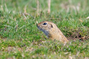 Souslik (Spermophilus citellus) Avrupa 'nın doğal ortamında bir sincap.