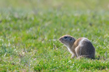 Souslik (Spermophilus citellus) Avrupa 'nın doğal ortamında bir sincap.