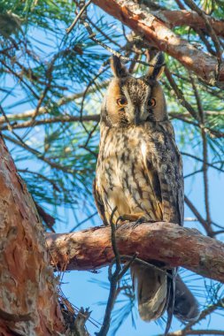 Ağaçta oturan Uzun Kulaklı Baykuş (Asio otus)