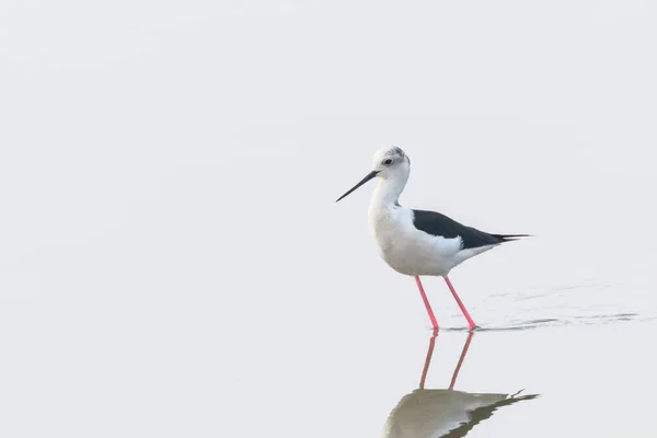 Svart Vingad Lutning Grunt Vatten Reflektion Himantopus Himantopus Wader Fågel — Stockfoto