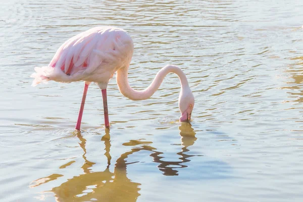 Flamingo Eating Water Pink Flamingo Greater Flamingo Natural Environment — Stock Photo, Image