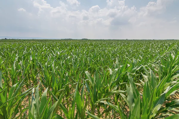 Green Corn Field. Green corn growing on the field, blue sky and sun