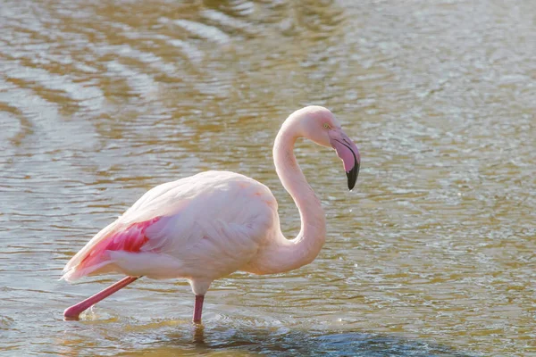 Pembe Flamingo, Doğal ortamlarında daha büyük flamingo (Phoenicopterus roseus