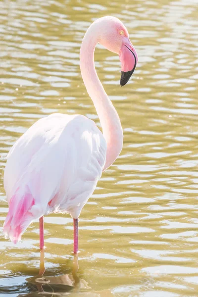 Roze Flamingo Grote Flamingo Hun Natuurlijke Omgeving Phoenicopterus Roseus — Stockfoto