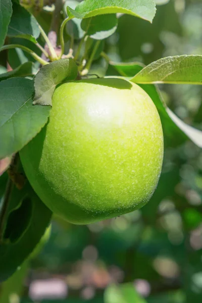 Apple Verde Tree Apple Tree — Foto de Stock