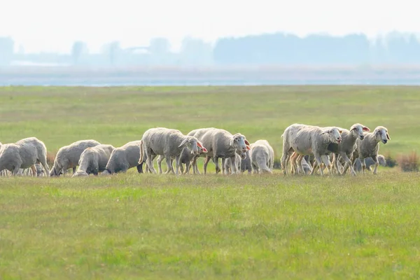 Troupeau Moutons Moutons Sur Terrain — Photo