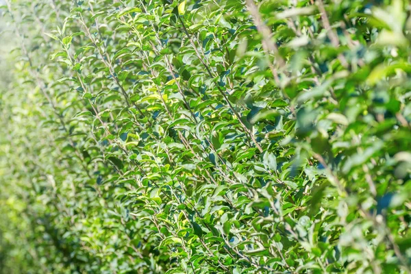 Appels Boomgaard Appelbomen Weelderig Groen — Stockfoto