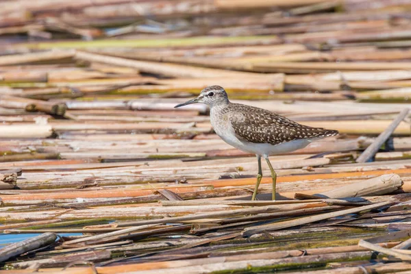 Sandpiper Drewniany Sandpiper Tringa Glareola — Zdjęcie stockowe