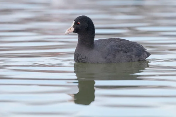 Coot Swimming Fulica Atra 关闭欧亚Coot — 图库照片