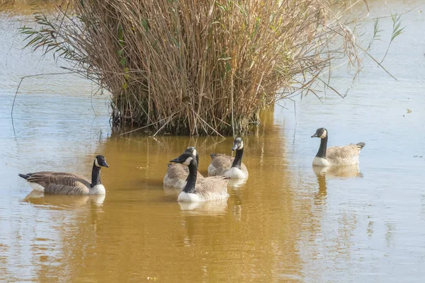 Gansos Canadienses Lago Otoño Branta Canadensis — Foto de Stock