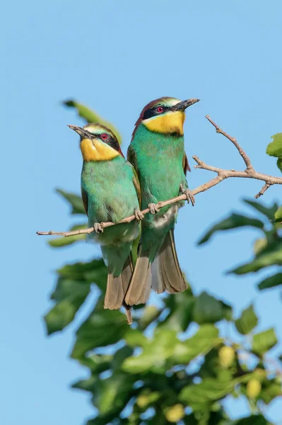 European Bee Eater Pair Merops Apiaster — Stock Photo, Image