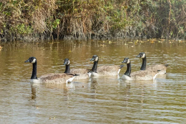 Gansos Canadienses Lago Otoño Branta Canadensis — Foto de Stock