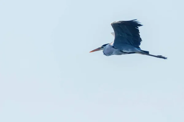 Полет Серой Цапли Ardea Herodias — стоковое фото