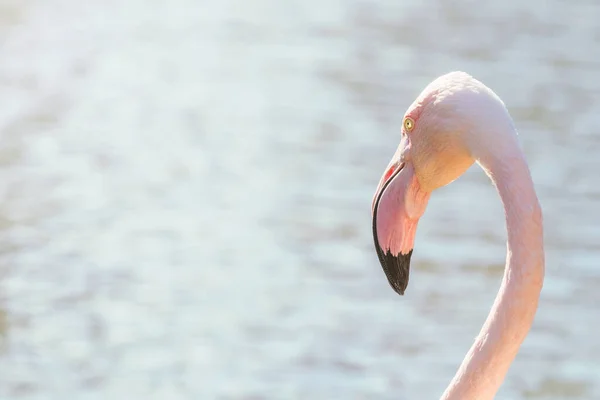 Greater Flamingo Portrait Pink Flamingo Portrait Phoenicopterus Roseus — Stock Photo, Image