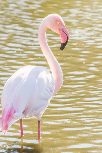 Roze Flamingo Grote Flamingo Hun Natuurlijke Omgeving Phoenicopterus Roseus — Stockfoto