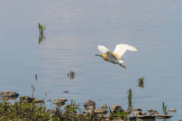 Garza Squacco Vuelo Ardeola Ralloides — Foto de Stock