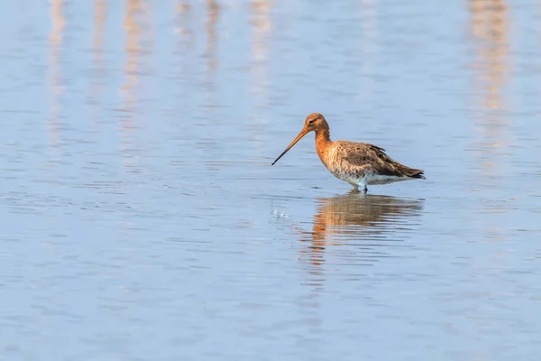 Black Tail Godwit Limosa Limosa Wader Bird Forrageamento Águas Rasas — Fotografia de Stock