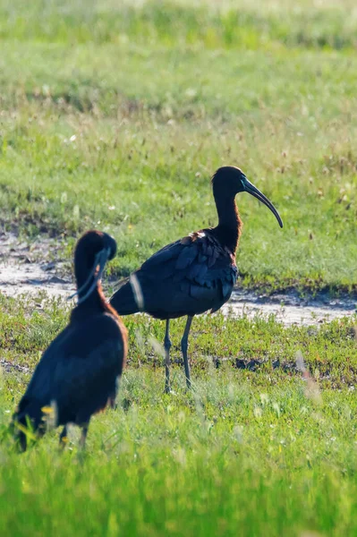 Parlak Ibis Plegadis Falcinellus Doğal Yaşam Alanında Uçan Kuş — Stok fotoğraf