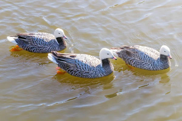 Imperador Gansos Nadando Água Anser Canagicus — Fotografia de Stock