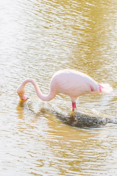 Flamingo Едят Воде Розовый Фламинго Большой Фламинго Природной Среде — стоковое фото