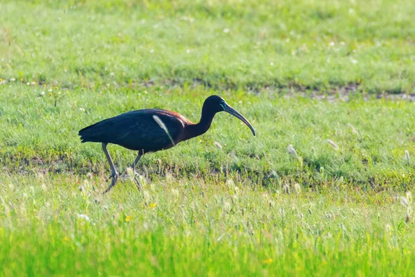Ibis Luisant Plegadis Falcinellus Oiseau Errant Dans Habitat Naturel — Photo