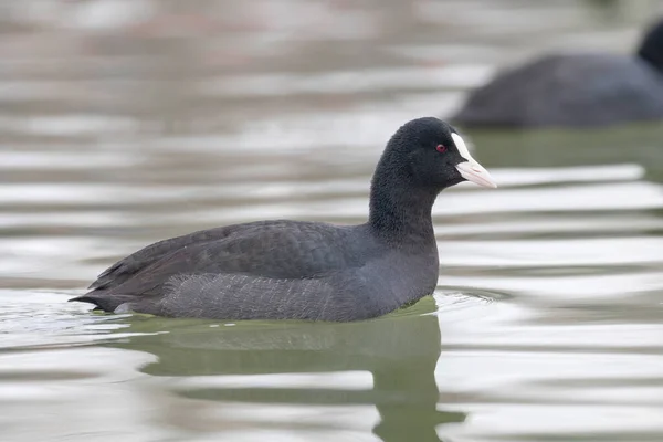 Blässhühner Fulica Atra Aus Nächster Nähe — Stockfoto