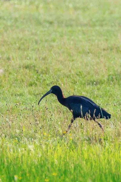 Íbis Brilhante Plegadis Falcinellus Pássaro Deslizante Habitat Natural — Fotografia de Stock