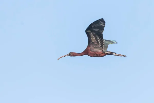 Ibis Brilhante Voo Plegadis Falcinellus — Fotografia de Stock