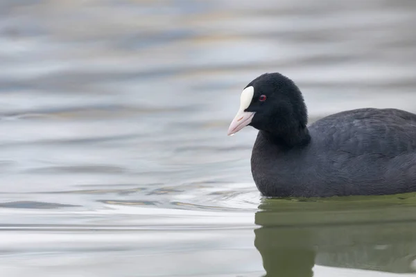 Fußbodenschwimmen Fulica Atra Aus Nächster Nähe — Stockfoto