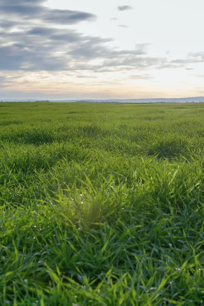 Young Wheat, Green Wheat Seedlings growing in a field 