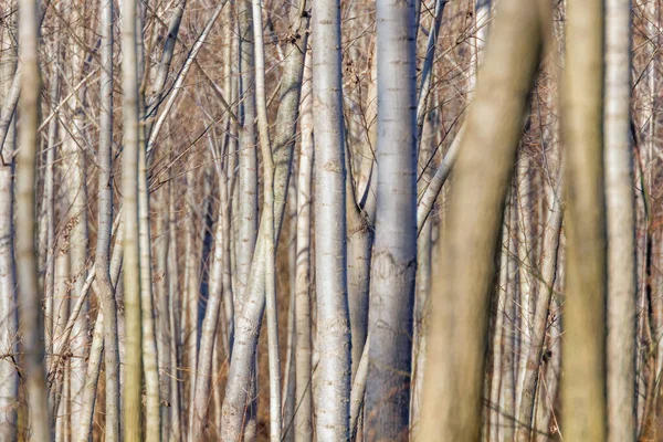 Tree Trunks Floresta Fundo Texturizado Natural — Fotografia de Stock