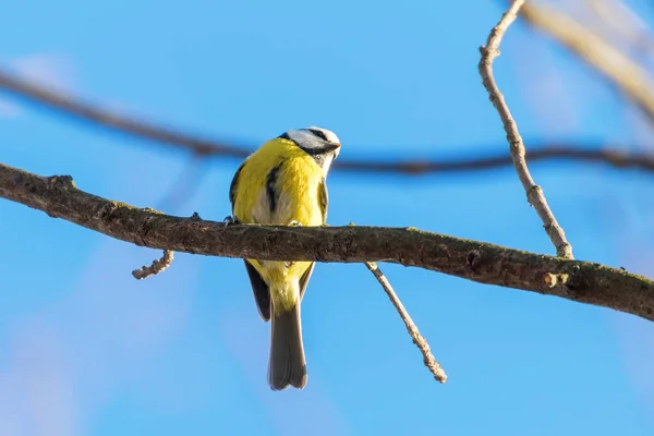 Blaumeise Süßer Kleiner Vogel — Stockfoto