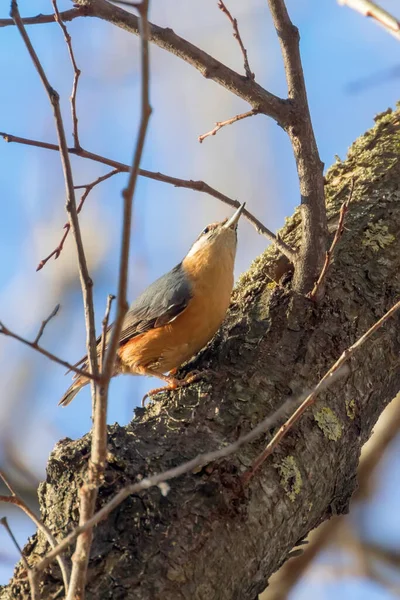 Eurasian Nuthatch Little Songbird Sitta Europaea Wood Nuthatch — Stock fotografie