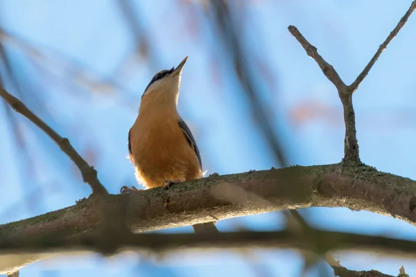 Nuthatch Eurasiano Little Songbird Sitta Europaea Madeira Nuthatch — Fotografia de Stock