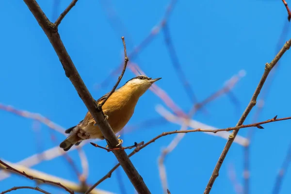 Sittelle Eurasienne Petit Oiseau Chanteur Sitta Europaea Sittelle Bois — Photo