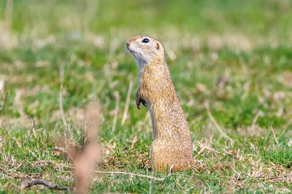 Esquilo Terrestre Europeu Souslik Spermophilus Citellus Ambiente Natural — Fotografia de Stock