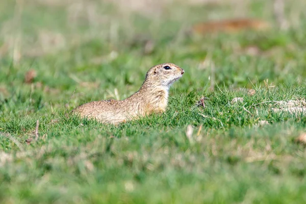 Souslik Spermophilus Citellus Europeisk Ekorre Naturen — Stockfoto