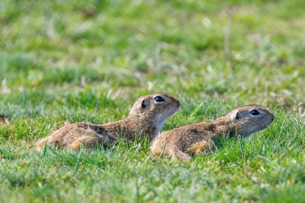 Naturlig Miljö För Europeiska Ekorrar Souslik Spermophilus Citellus — Stockfoto