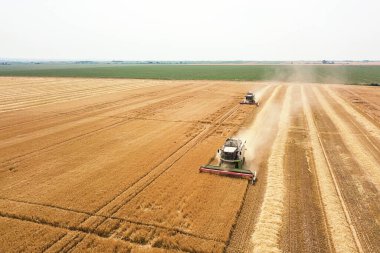 Buğday tarlasında çalışan hasat makinesini birleştirin. Biçici Hava Görünümünü Birleştir. 
