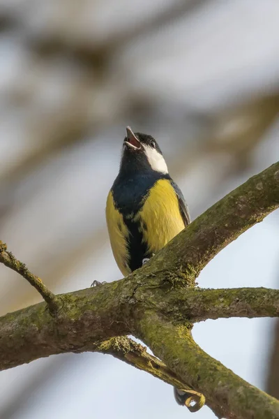 Great Tit Branch Parus Major Cute Little Bird — Stock Photo, Image